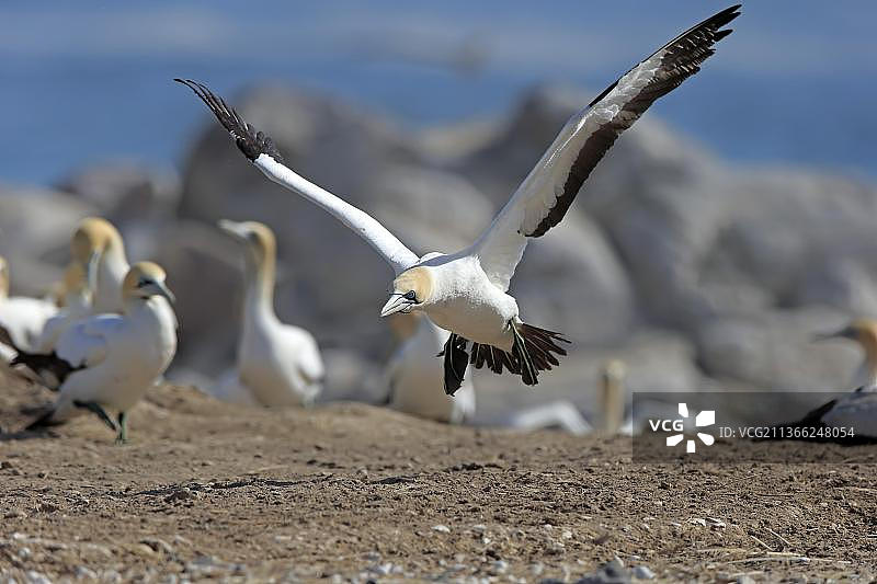 南非西开普省的开普塘鹅图片素材
