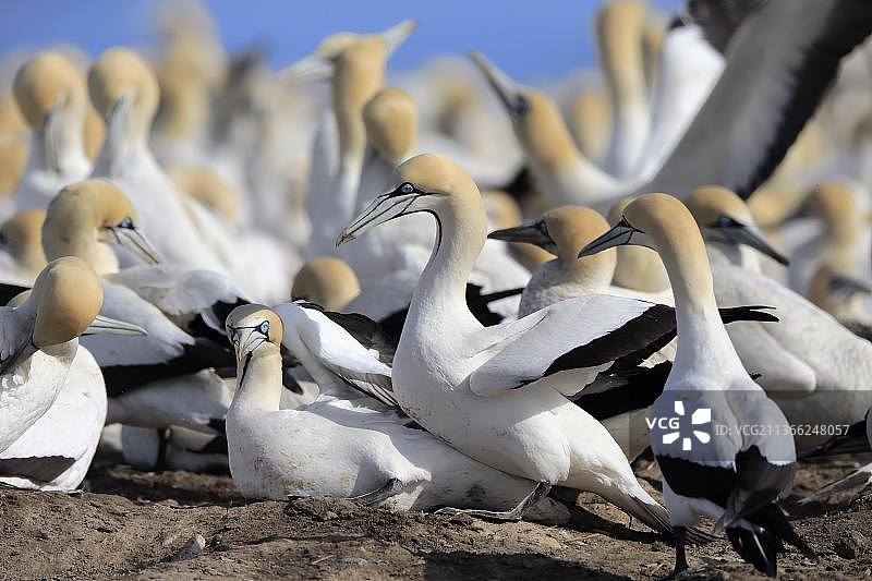 南非西开普省的开普塘鹅图片素材