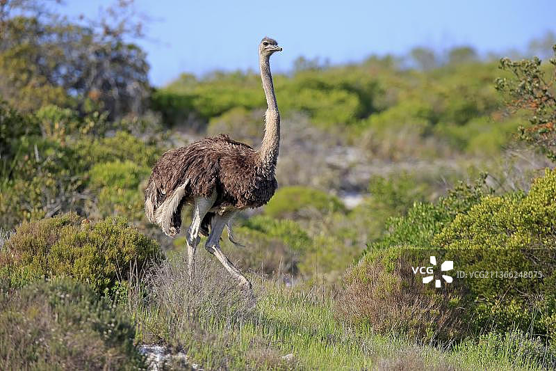 南非鸵鸟图片素材