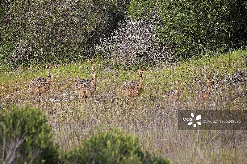 南非鸵鸟（Struthio camelus australis），一群幼鸟，西海岸国家公园，南非西开普省图片素材
