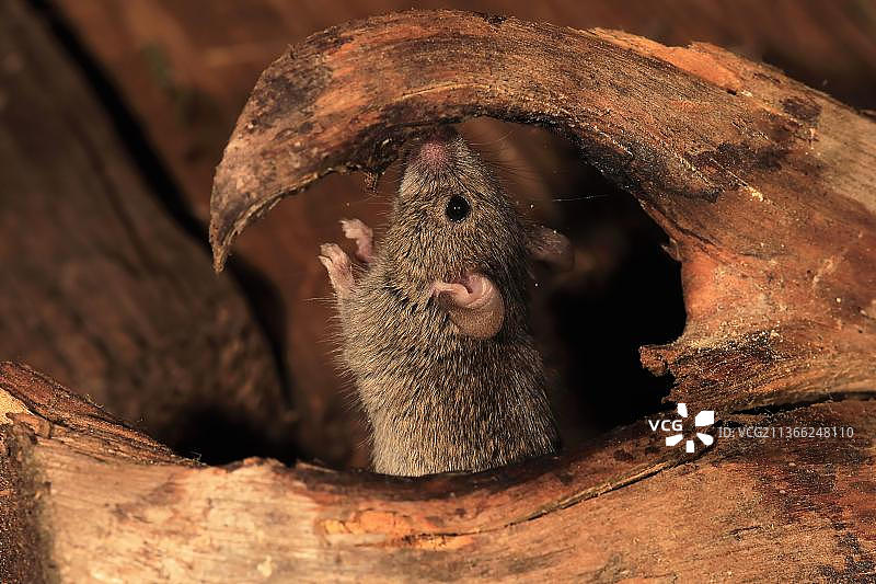 家鼠（Mus musculus），德国莱茵兰-普法尔茨图片素材