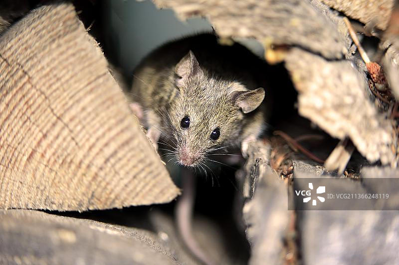 家鼠（Mus musculus），德国莱茵兰-普法尔茨图片素材