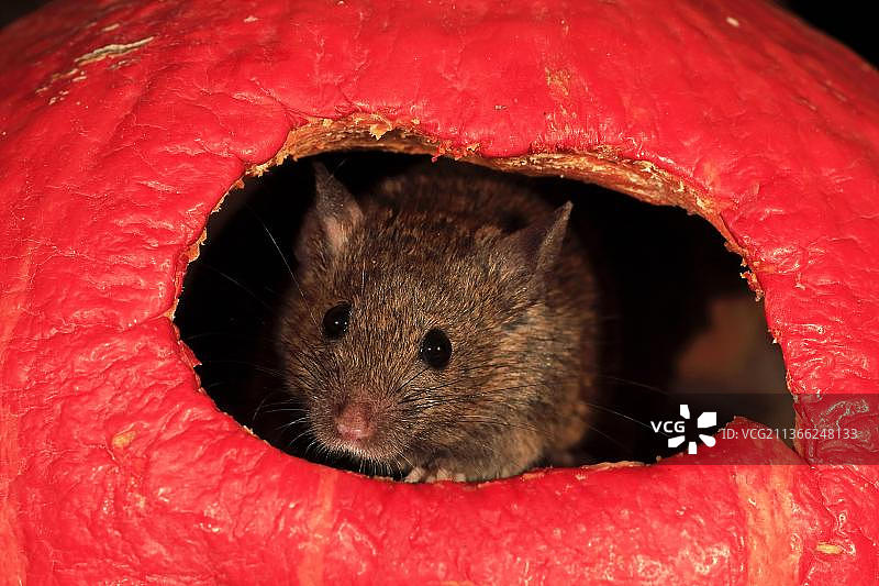 家鼠（Mus musculus），德国莱茵兰-普法尔茨图片素材