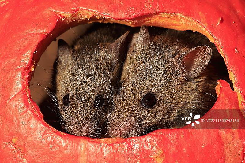 小家鼠，德国莱茵兰-普法尔茨图片素材