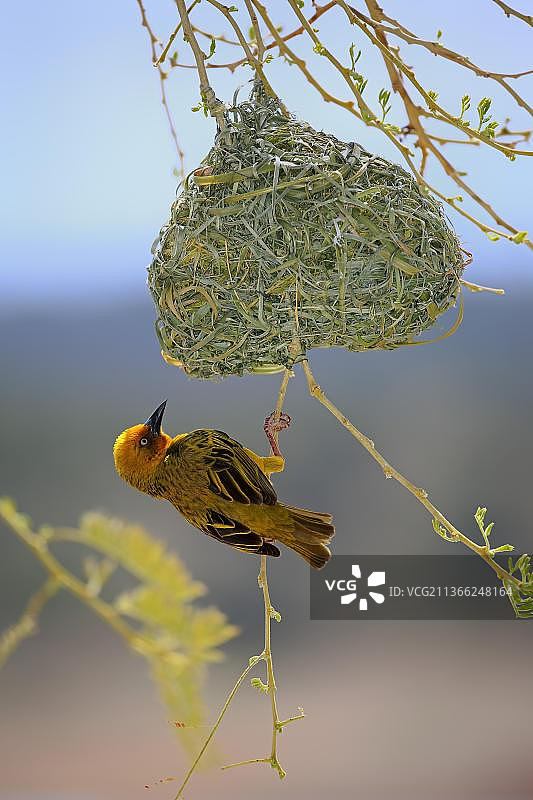 海角织布鸟（Ploceus capensis），成年雄性在新筑巢穴求偶，非洲南非西开普省小卡鲁图片素材