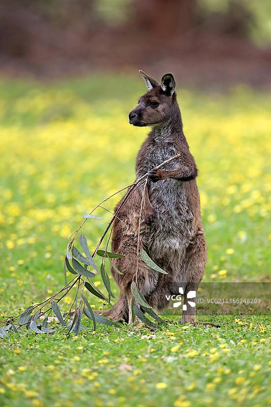 袋鼠岛灰袋鼠，成年袋鼠与桉树枝，澳大利亚南澳大利亚州图片素材