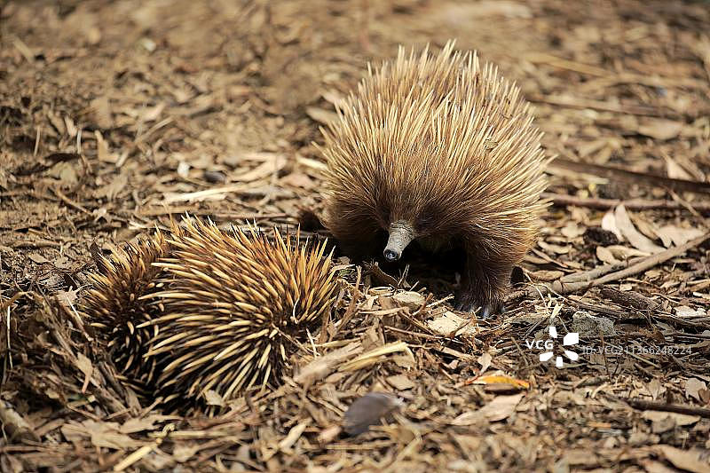 短吻针鼹（Tachyglossus aculeatus），成年夫妇，澳大利亚南澳大利亚袋鼠岛图片素材