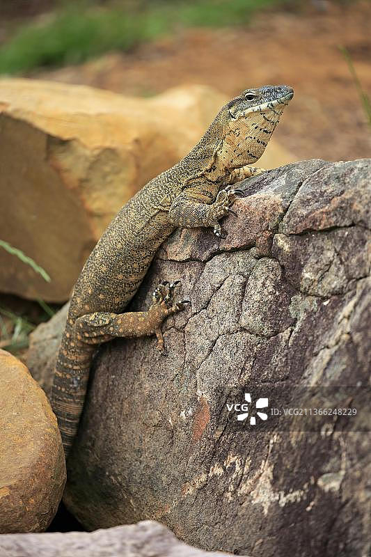 罗森伯格巨蜥，成年，澳大利亚，大洋洲图片素材