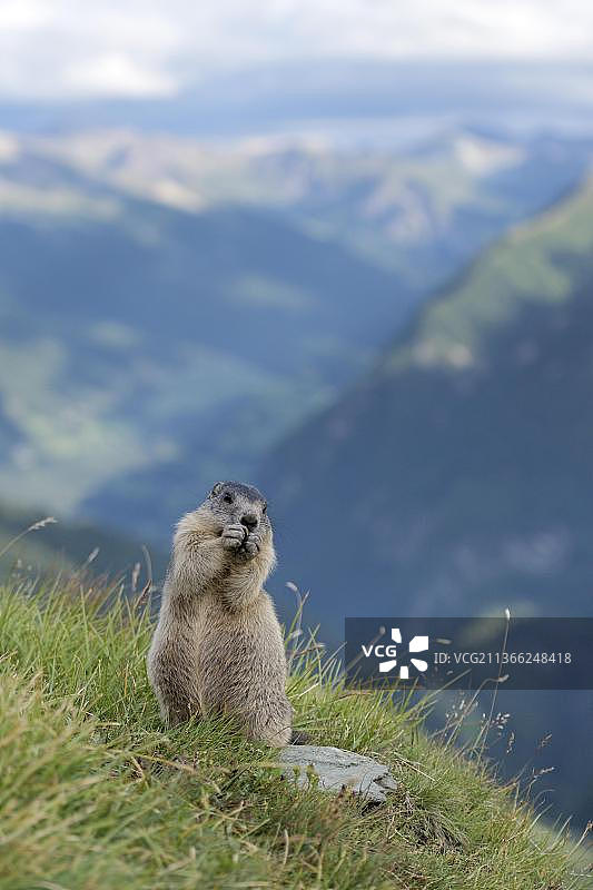 奥地利高地陶恩国家公园觅食的旱獭图片素材