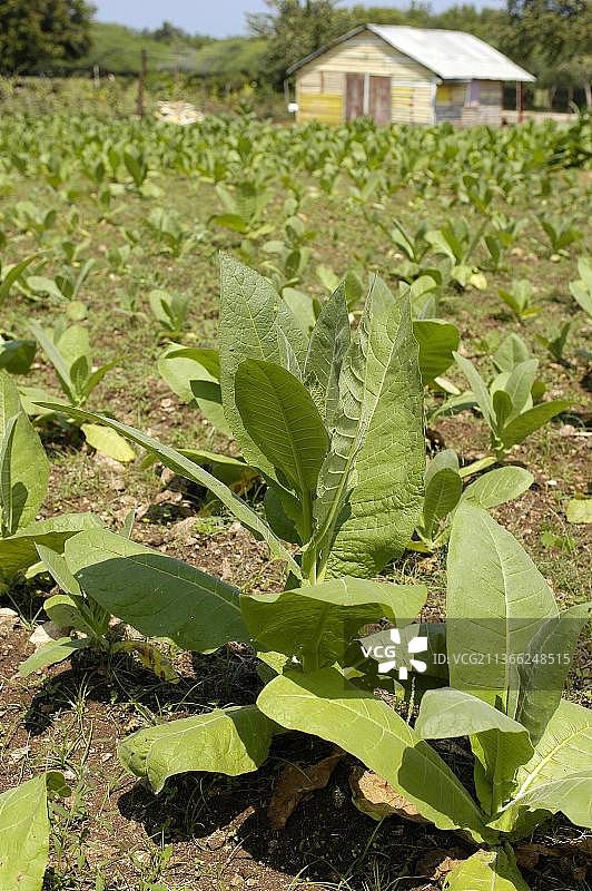 烟草植物（学名：Nicotiana），多米尼加共和国，美洲，中美洲图片素材