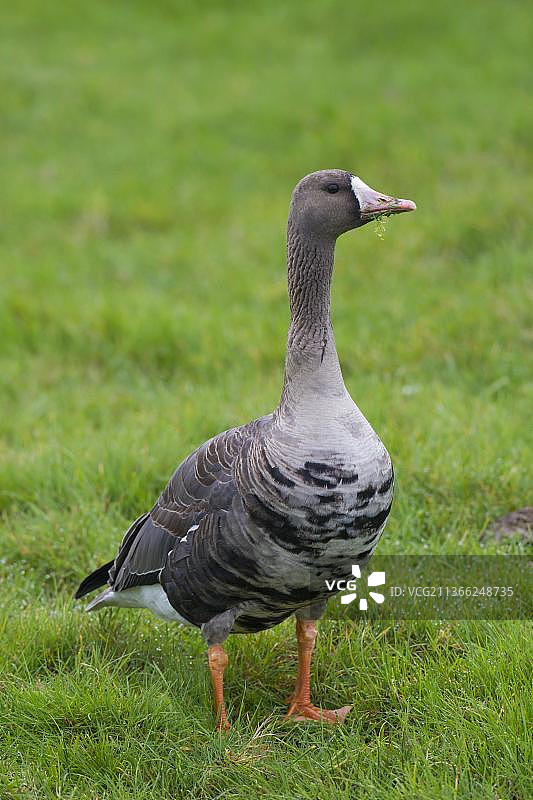 秋季草地觅食的白额雁图片素材