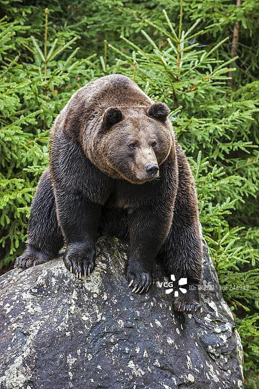 坐落在针叶林岩石上的欧亚棕熊图片素材