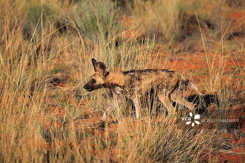 非洲野犬，成年狩猎，茨瓦卢禁猎区，卡拉哈里，北开普省，南非，非洲图片素材
