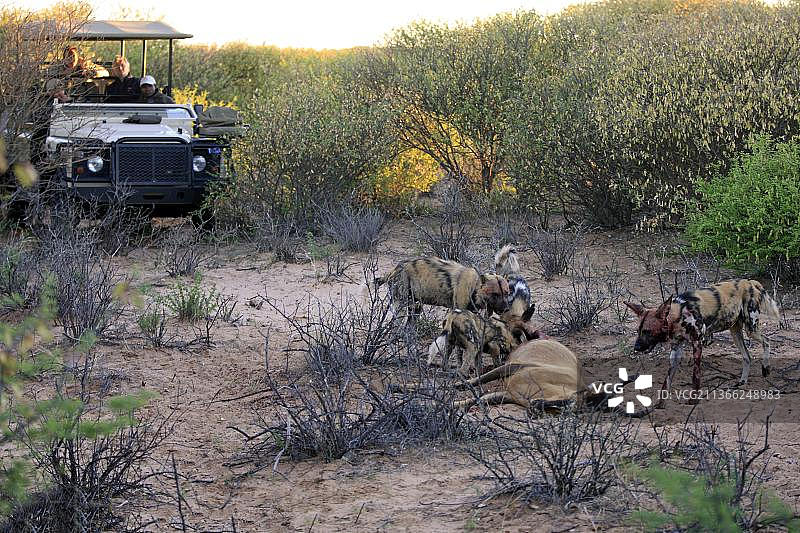 非洲野犬（彩绘犬）群捕食猎物，茨瓦卢禁猎区，南非开普省北部，非洲图片素材