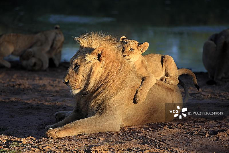 非洲南非卡拉哈里，幼狮与兄弟在水边嬉戏图片素材