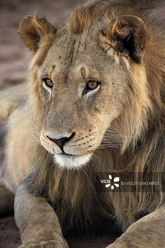 茨瓦鲁禁猎区五年雄狮警惕特写图片素材