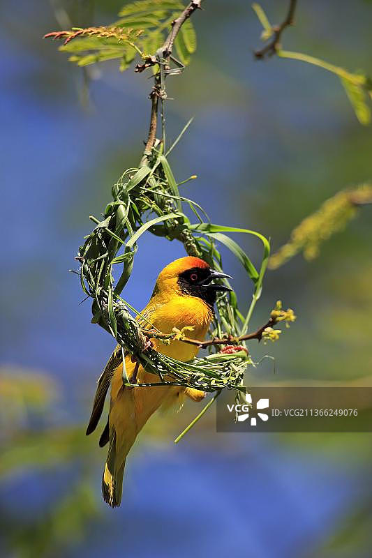 非洲南非北开普卡拉哈里，茨瓦卢禁猎区，正在筑巢的成年雄性南方织布鸟图片素材