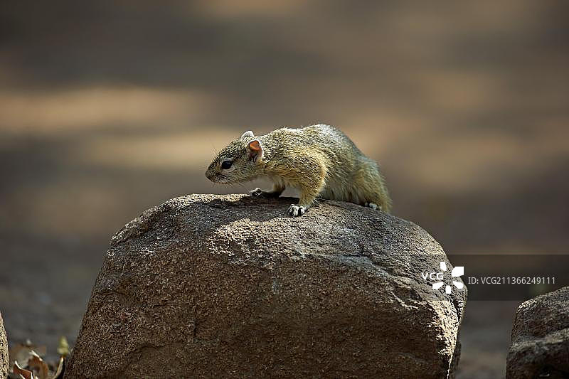 南非克鲁格公园黄足松鼠图片素材