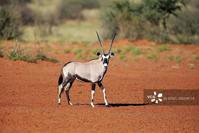 南非长角羚（Oryx gazella），成年，茨瓦卢禁猎区，卡拉哈里，北开普省，南非，非洲图片素材