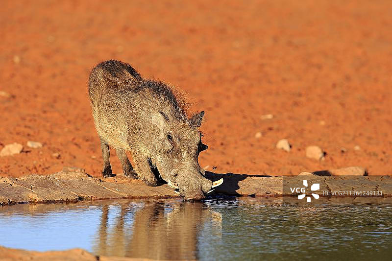 成年疣猪在卡拉哈里沙漠茨瓦卢禁猎区的水坑边饮水图片素材