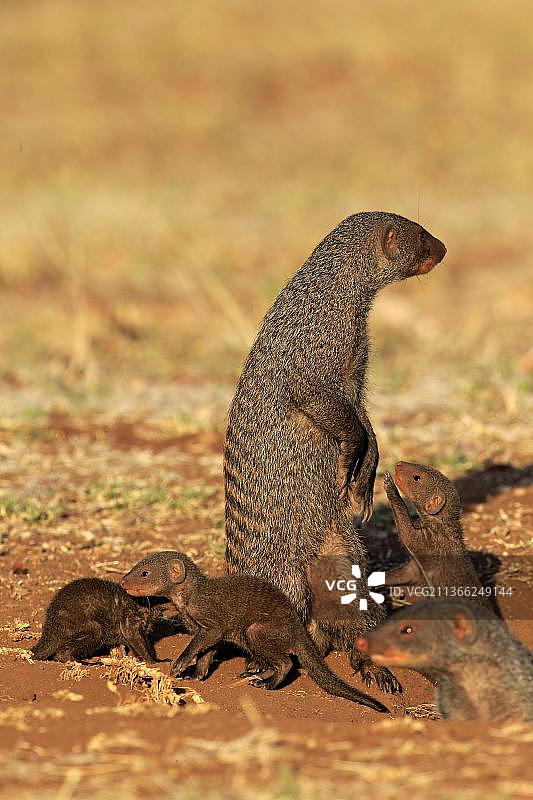 獴群：克鲁格国家公园成年獴与幼崽（南非）图片素材