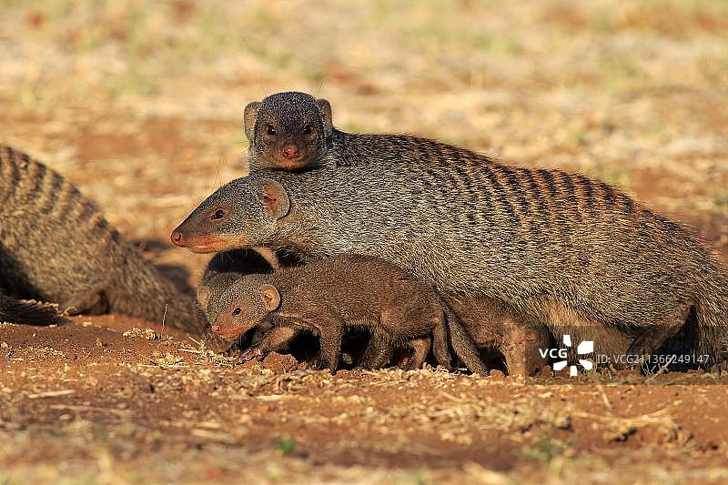条纹獴一家在洞穴前（克鲁格国家公园，南非，非洲）图片素材