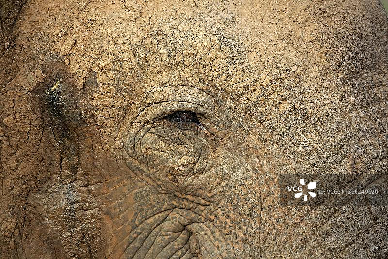 斯里兰卡象（亚洲象），成年雄性，斯里兰卡本达拉国家公园图片素材