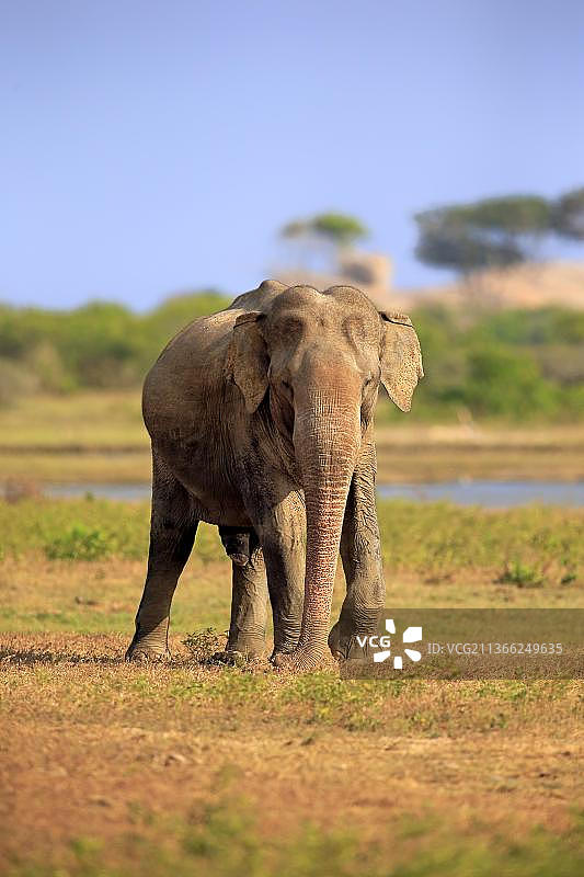 亚洲斯里兰卡象（Elephas maximus maximus），成年雄性，亚拉国家公园，斯里兰卡，亚洲图片素材