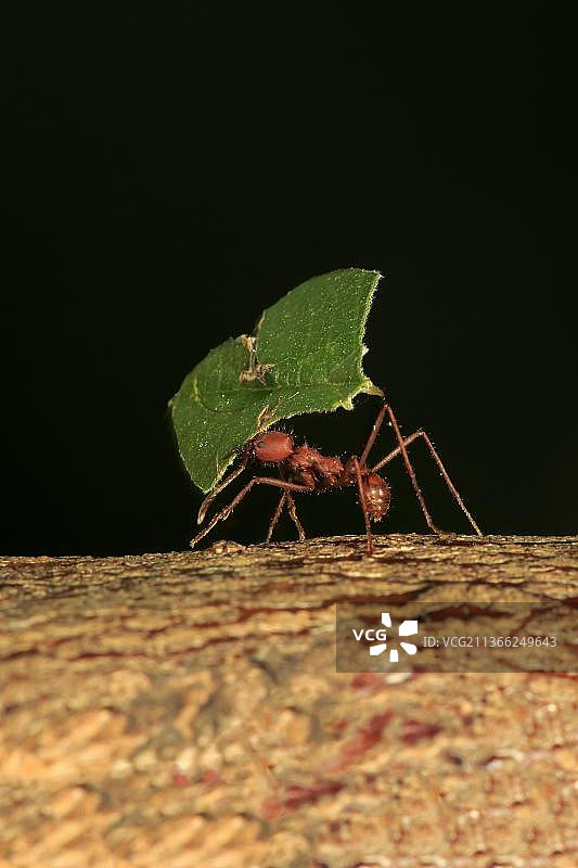切叶蚁（六齿切叶蚁），携带树叶，南美洲，中美洲图片素材