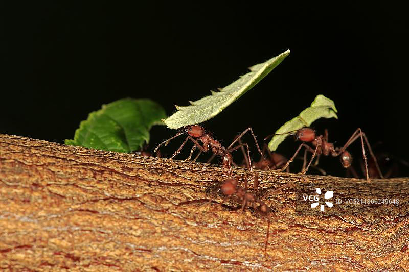 切叶蚁（六齿切叶蚁），携带树叶，南美洲，中美洲图片素材