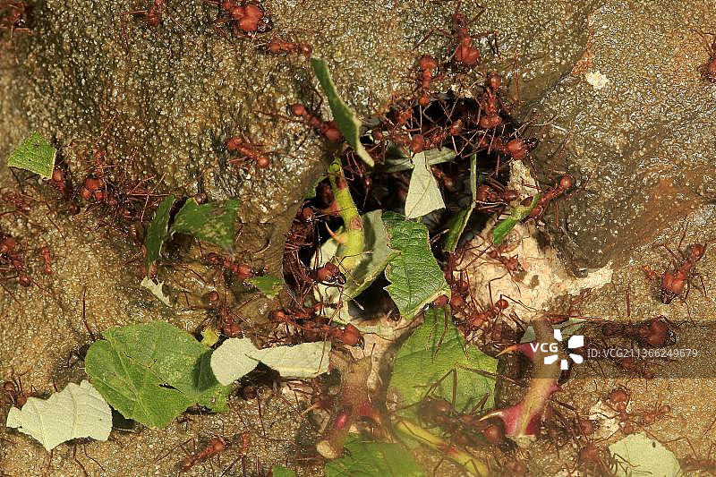 切叶蚁（六齿切叶蚁），携带树叶，南美洲，中美洲图片素材