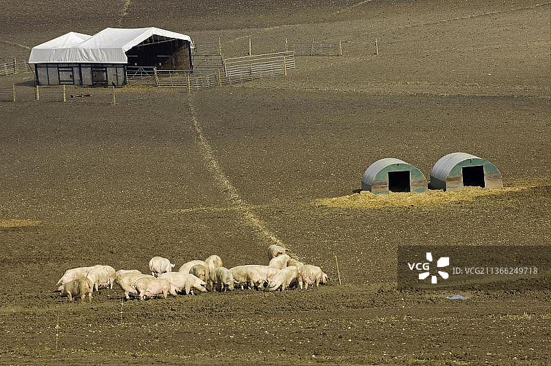 家猪：自由放养的母猪，电围栏，英国牛津郡图片素材