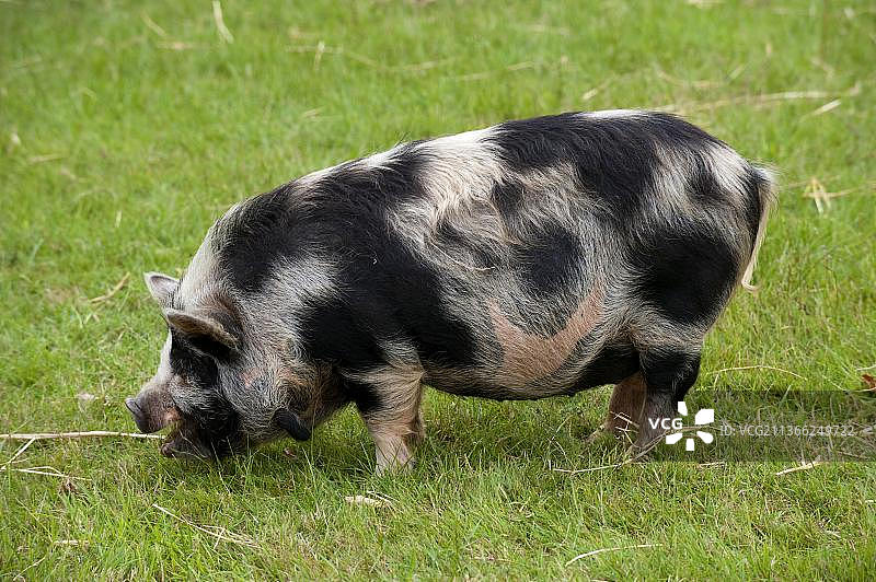 家猪，库尼库尼猪，成年，在沃里克郡放牧，英国图片素材