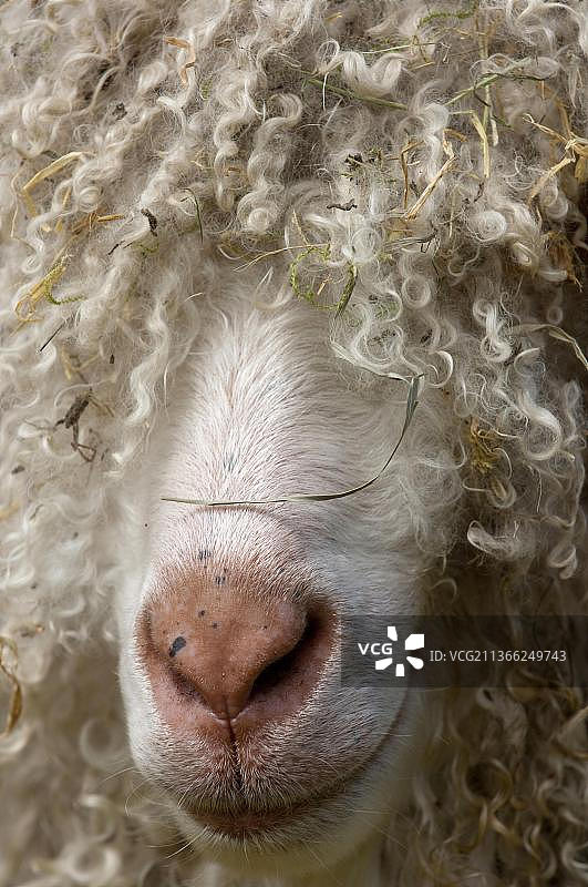 英格兰沃里克郡的安哥拉成年公山羊面部特写图片素材