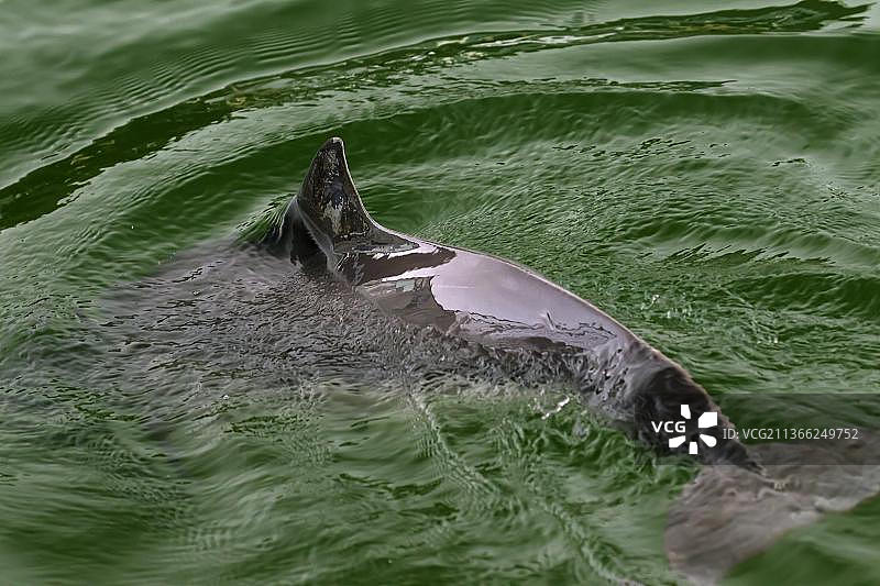 港湾鼠海豚（Phocoena phocoena）露出水面并展示三角形背鳍图片素材