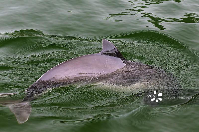 港湾鼠海豚（Phocoena phocoena）露出水面并展示三角形背鳍图片素材