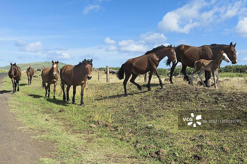 复活节岛路边的马，智利，南美洲图片素材