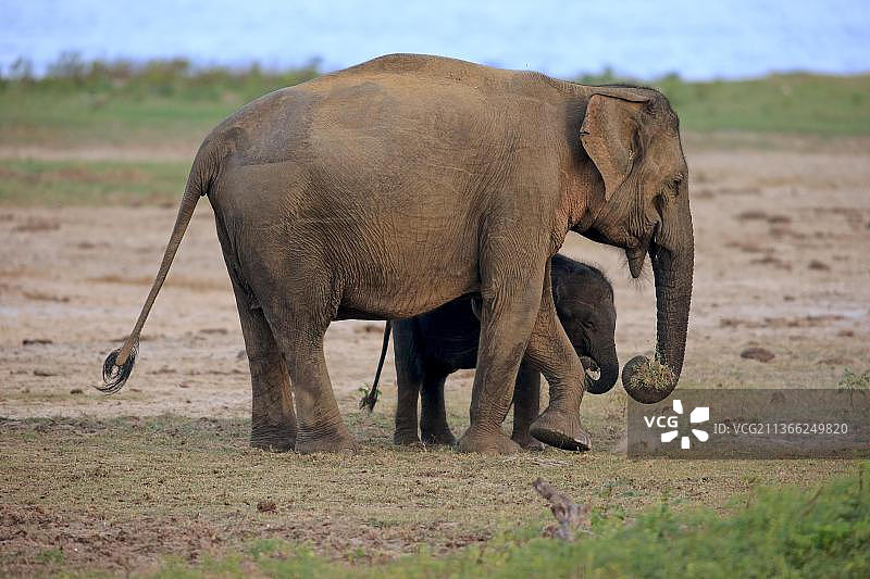 亚洲斯里兰卡象，在斯里兰卡雅拉国家公园图片素材
