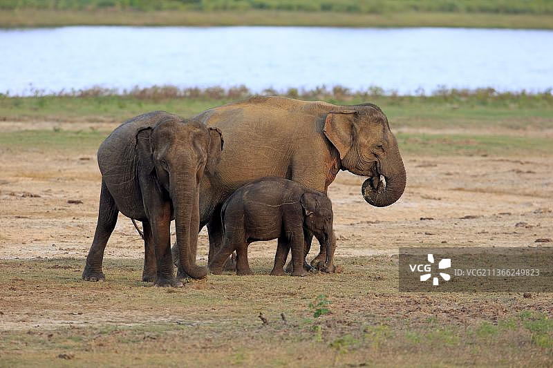 亚洲斯里兰卡象，在斯里兰卡雅拉国家公园图片素材