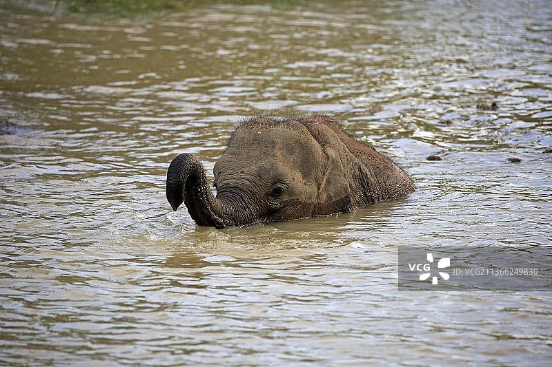 斯里兰卡亚拉国家公园的亚洲象幼崽图片素材