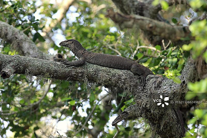 孟加拉巨蜥（Varanus bengalensis），成体在树上，亚拉国家公园，斯里兰卡，亚洲图片素材