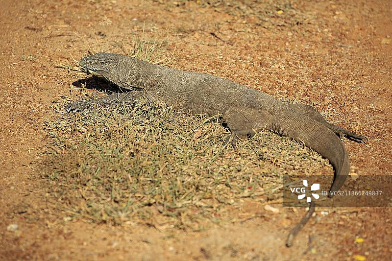 孟加拉巨蜥，亚拉国家公园，斯里兰卡，亚洲。图片素材