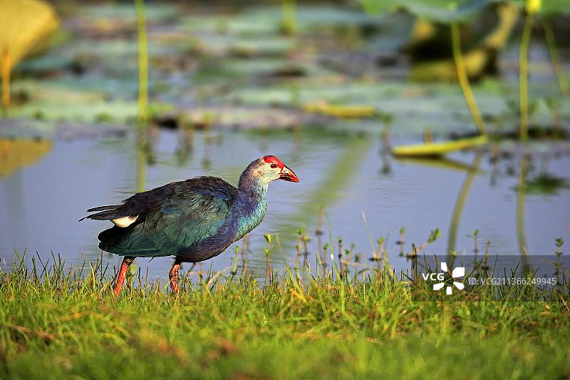 斯里兰卡 Bundala 国家公园的紫水鸡图片素材