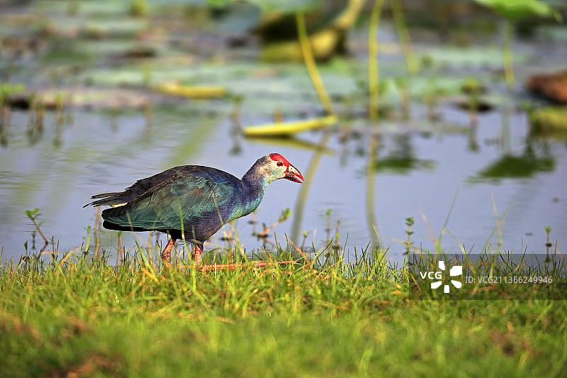 斯里兰卡 Bundala 国家公园的紫水鸡图片素材