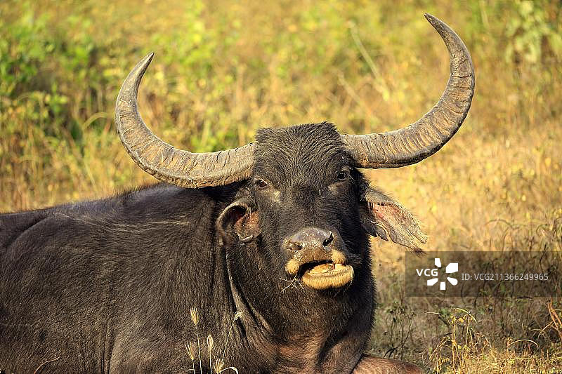 斯里兰卡水牛特写图片素材