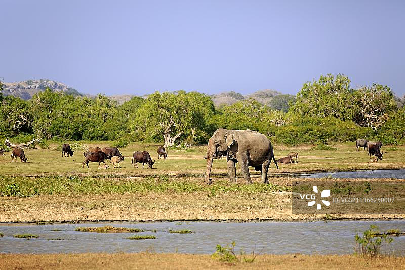亚拉国家公园风光：亚洲锡兰象和水牛图片素材