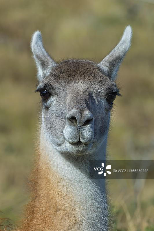 原驼头部，托雷德尔佩恩国家公园，智利巴塔哥尼亚，南美洲图片素材