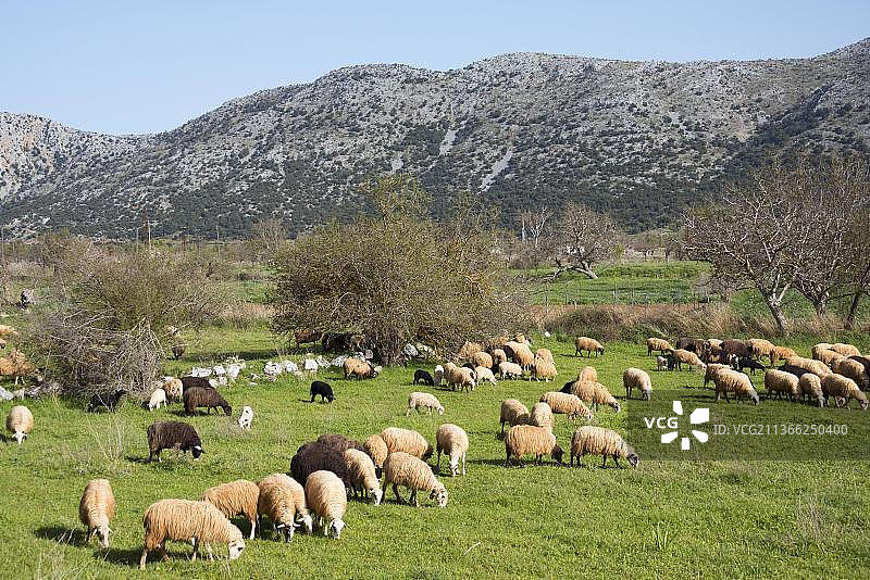 克里特岛拉西锡高原阿吉奥斯·康斯坦丁诺斯附近的绵羊图片素材