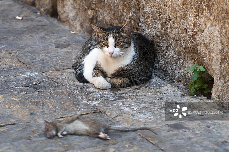 科托尔的猫和老鼠，科托尔湾，黑山，欧洲图片素材