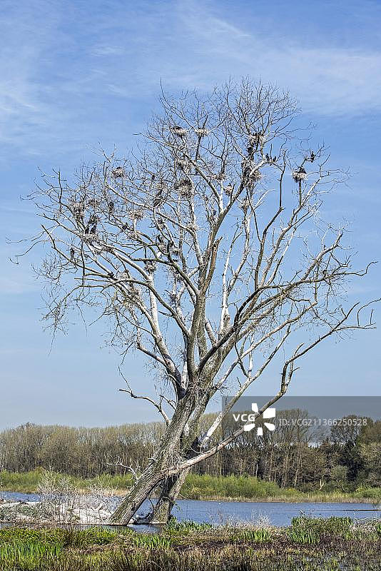 湿地自然保护区内被筑巢的鸬鹚（Phalacrocorax carbo）占据的枯树图片素材